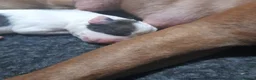 Mixed Breed dogs for sale: 11 not 2, mesaage to book a viewing 5 boys 6 girls - Advert 10