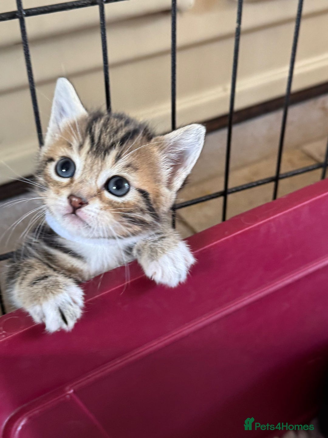 British Shorthair cats for sale: Beautiful playful kittens  - Image 1