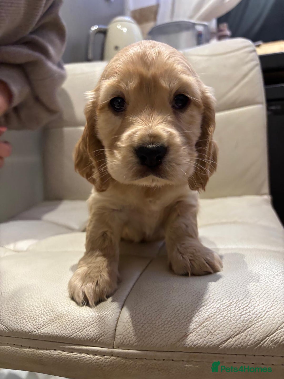 Cocker Spaniel dogs for sale: Show type cocker spaniels  - Advert 7