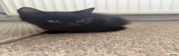 Domestic Shorthair cats for sale: Two black female kittens ready to leave now!  - Advert 3