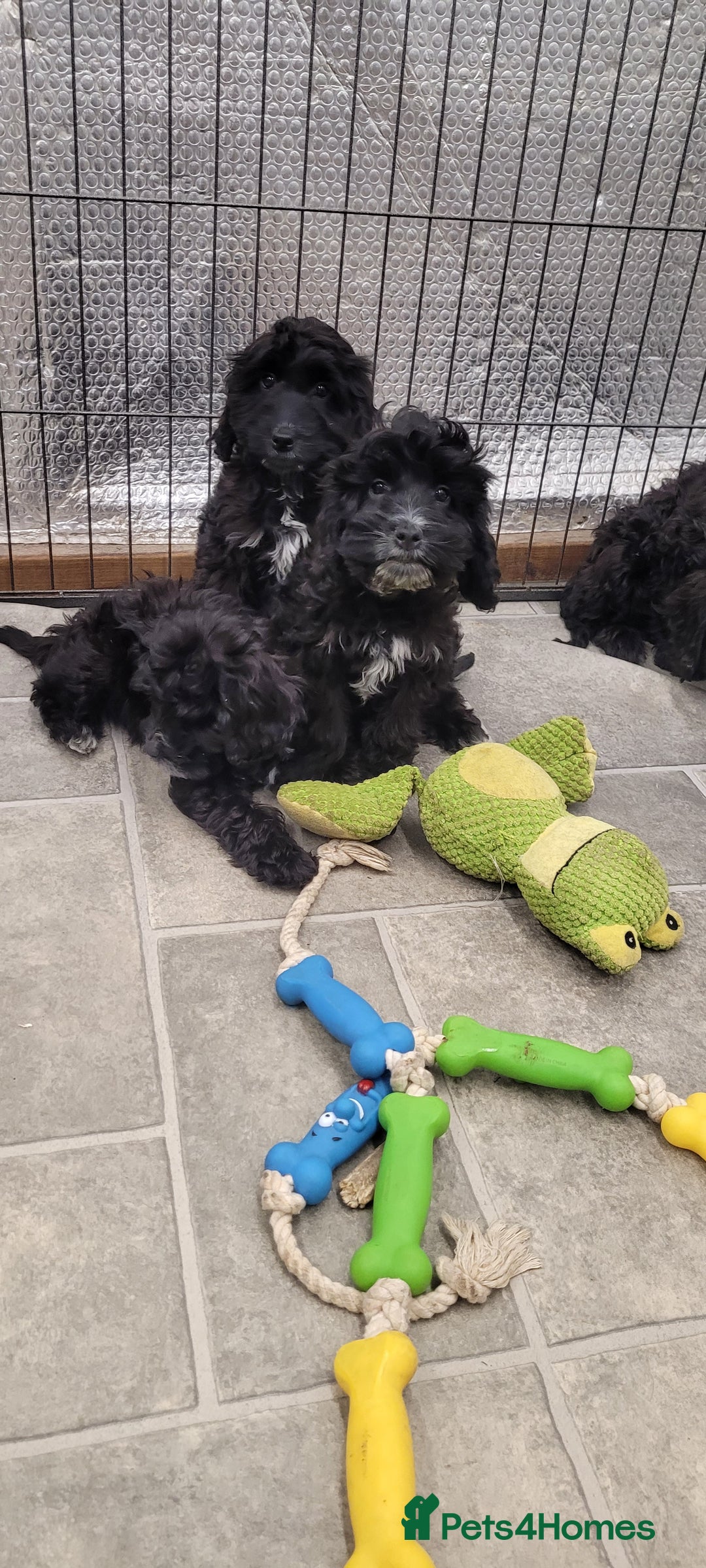 Cockapoo dogs for sale: 3 Stunning Black Girls F1 Show type cockapoos - Advert 32