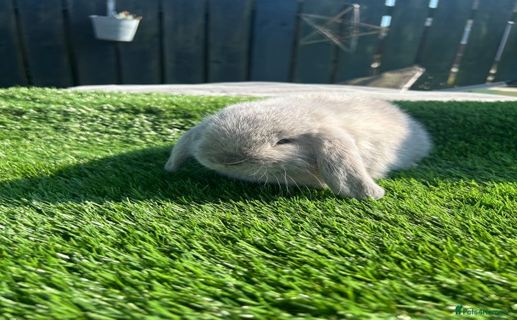 Mini Lop rabbits - Advert 8