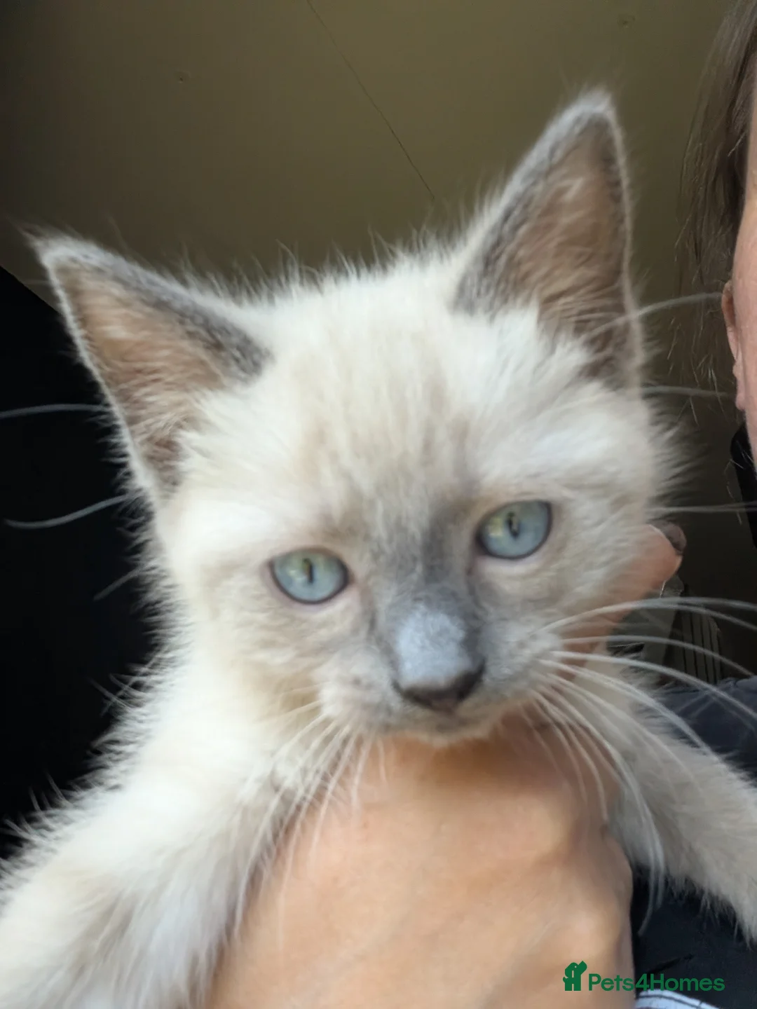 Ragdoll cats for sale: Two Blue Point Ragdoll Kittens - Ready Now in Wakefield - Advert 1