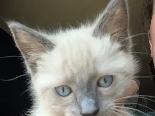 Ragdoll cats Two Blue Point Ragdoll Kittens - Ready Now - Advert 1