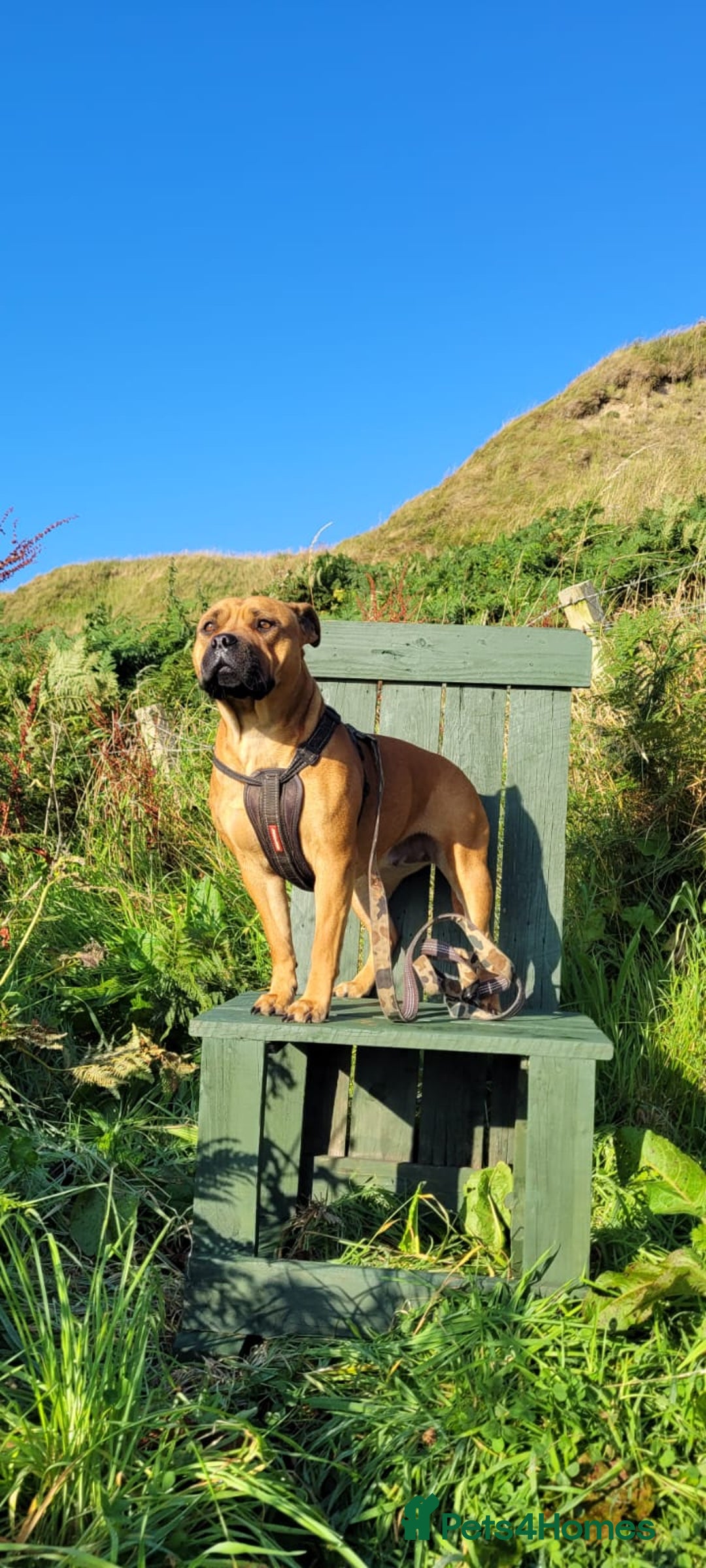 American Bull Staffy dogs for sale: Staffi X American Bulldog Pups - Image 2
