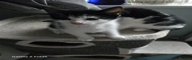 Mixed Breed Kitten 1