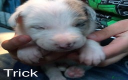 Border Collie dogs for sale: Beautiful Border Collie Pups, Merle & Classic Tri - Image 7