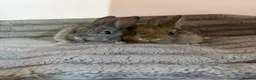 French Lop rabbits for sale: 5 baby rabbits ready to go now - Advert 4