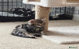 Mixed Breed cats for sale: One boy kitten - Image 3
