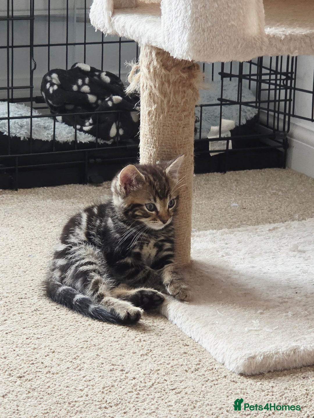 Mixed Breed cats for sale: One boy kitten - Image 3