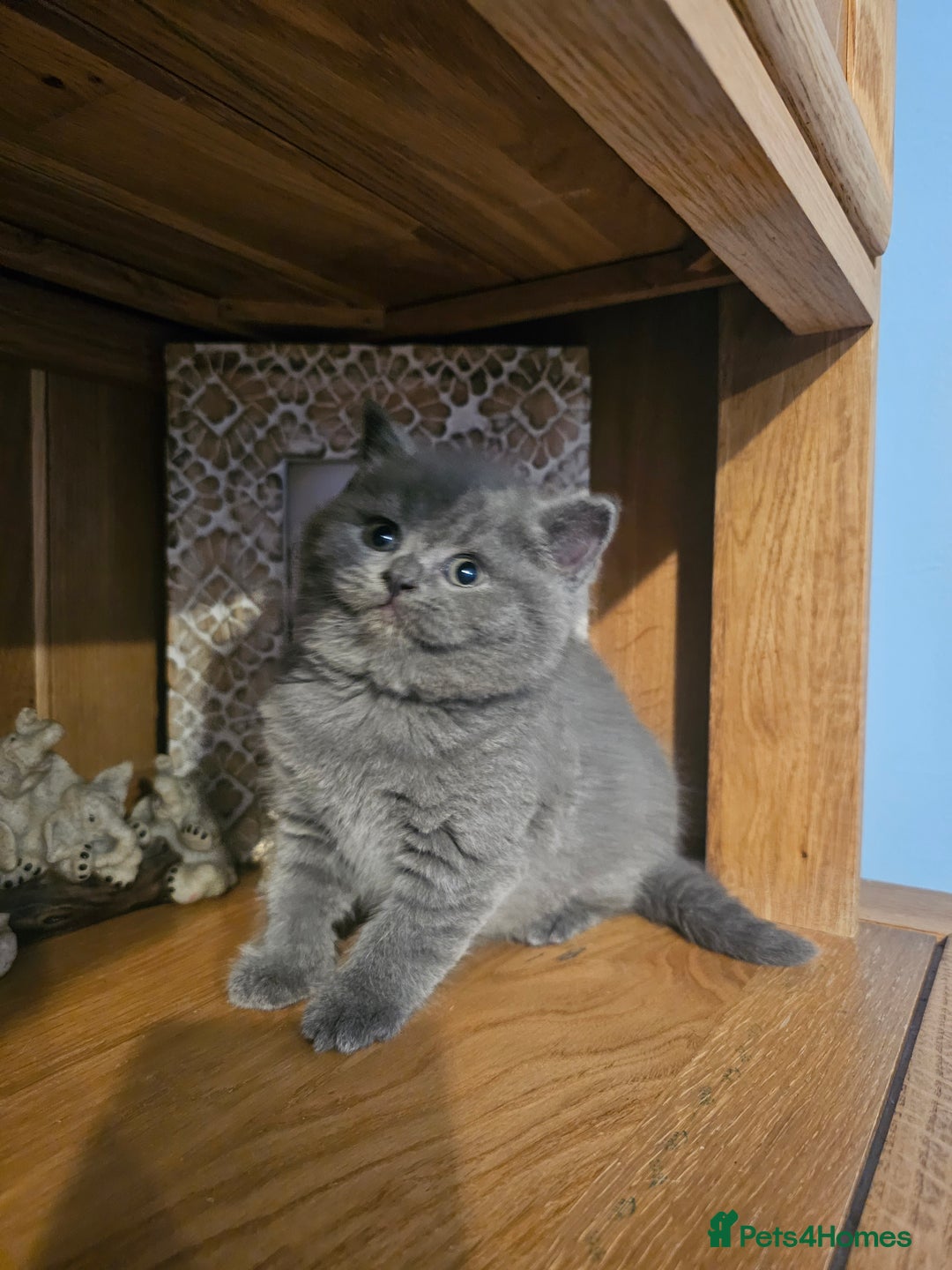 British Shorthair cats for sale: British shorthair kittens  - Advert 5