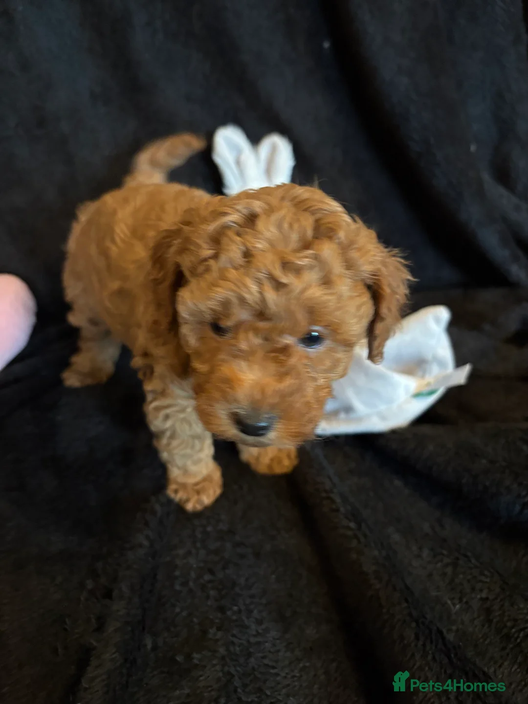 Cavapoochon dogs for sale: Gorgeous Therapy puppies  - Advert 11