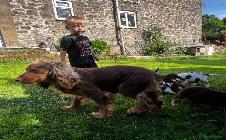 Cocker Spaniel dogs Stunning cocker spaniel puppies  - Advert 1