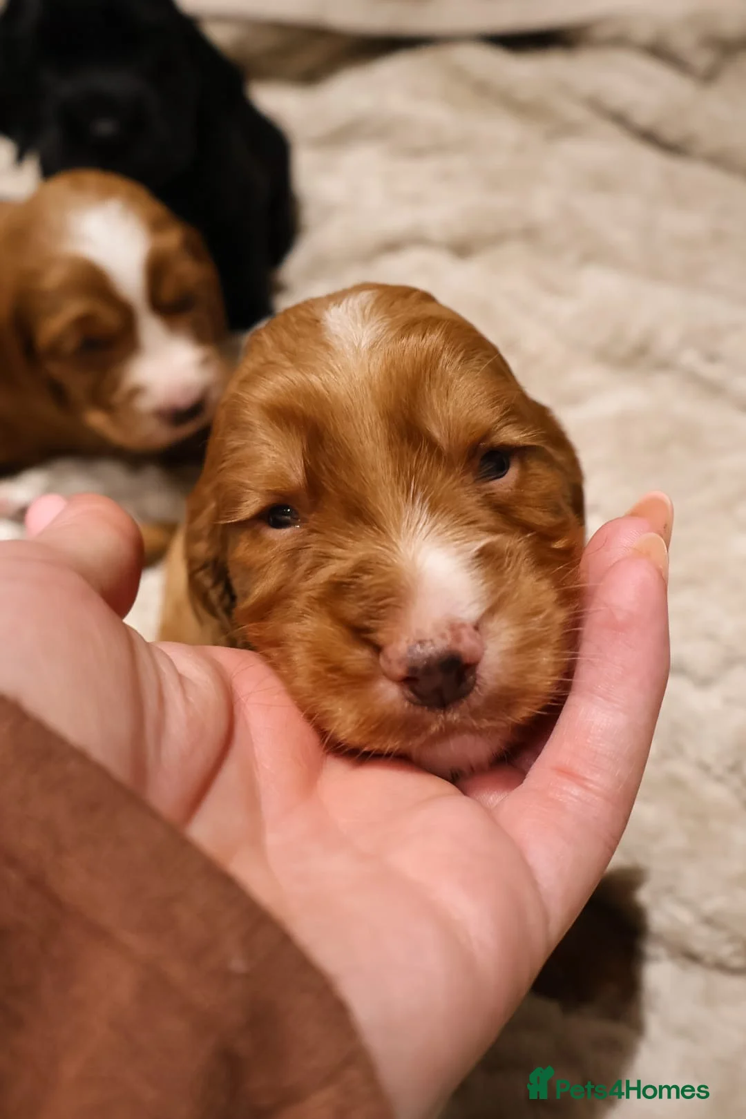 Cocker Spaniel dogs for sale: Cocker Spaniel Puppies - Advert 14