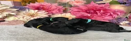 Miniature Poodle dogs for sale: ✨️The Romantasy Litter✨️ in Cranleigh - Advert 2