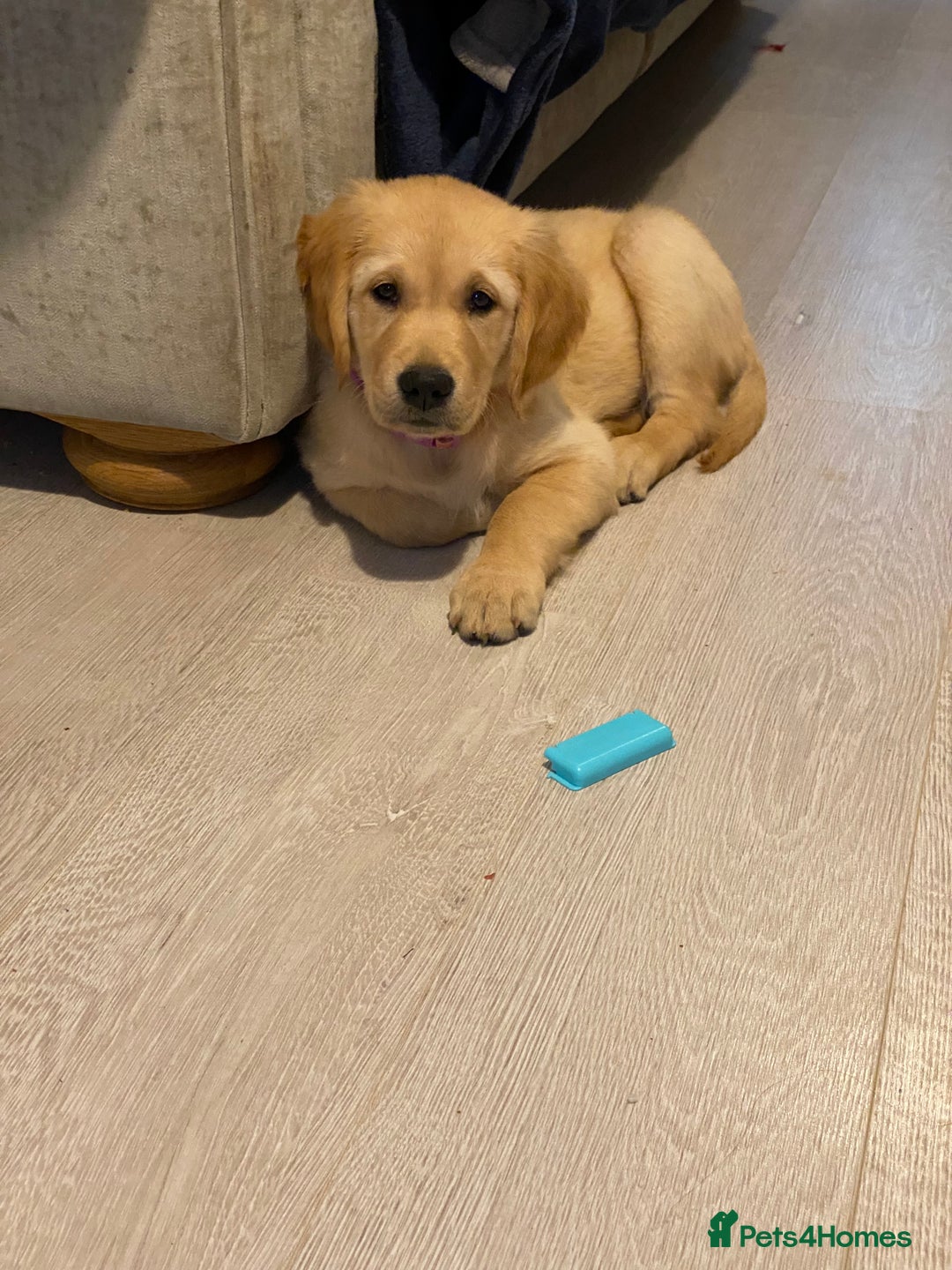 Golden Retriever dogs for sale: 6 month old golden retriever  - Advert 6