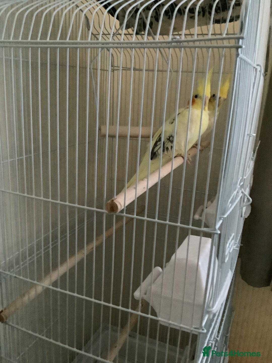 Cockatiels birds for sale: Pair of cockatiels  - Advert 1