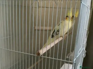 Cockatiels birds Pair of cockatiels - Advert 14