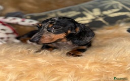 Miniature Dachshund dogs for sale: 🩷 Two Adorable KC GIrls available 🩷 - Image 6