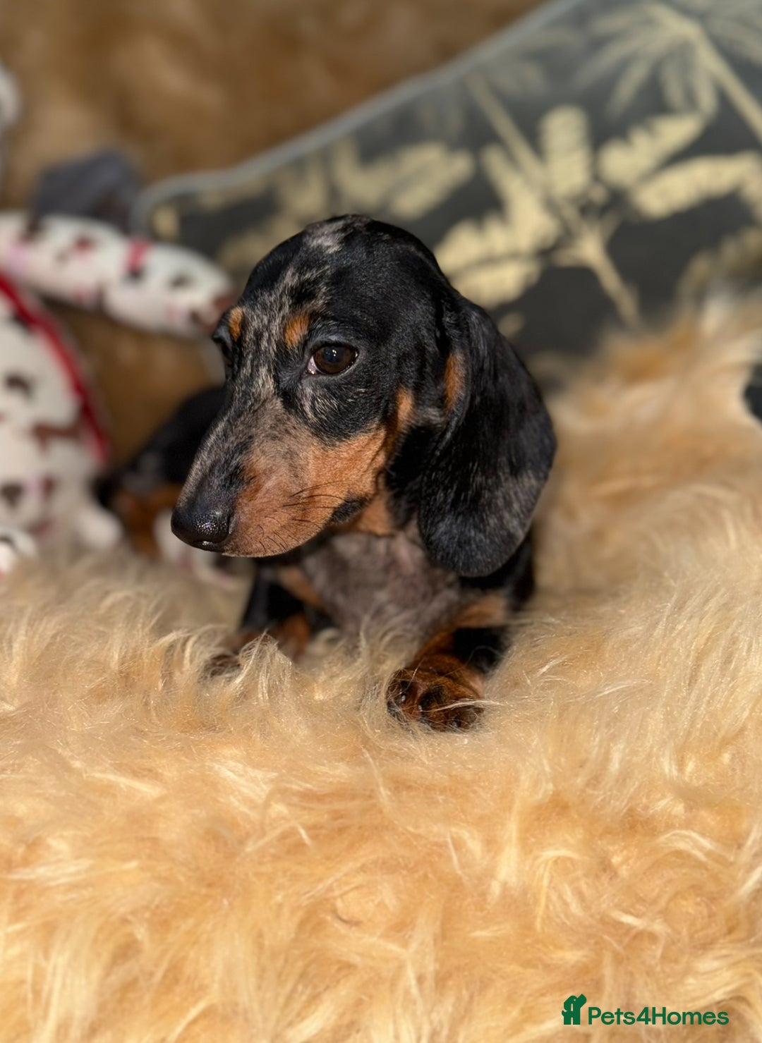 Miniature Dachshund dogs for sale: 🩷 Two Adorable KC GIrls available 🩷 - Image 6