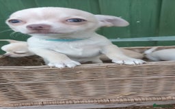 Chihuahua dogs for sale: CHIAHUAHUA PUPPYS - Image 11