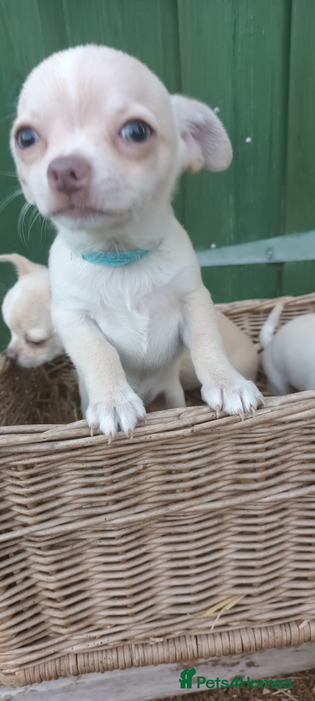 Chihuahua dogs for sale: CHIAHUAHUA PUPPYS - Image 11