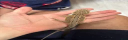 Bearded Dragon reptiles for sale: Baby bearded dragons READY NOW - Advert 5