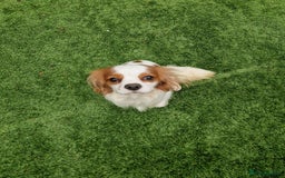 Cavalier King Charles Spaniel dogs for sale: 2 year old Cavalier King charles boy - Image 4