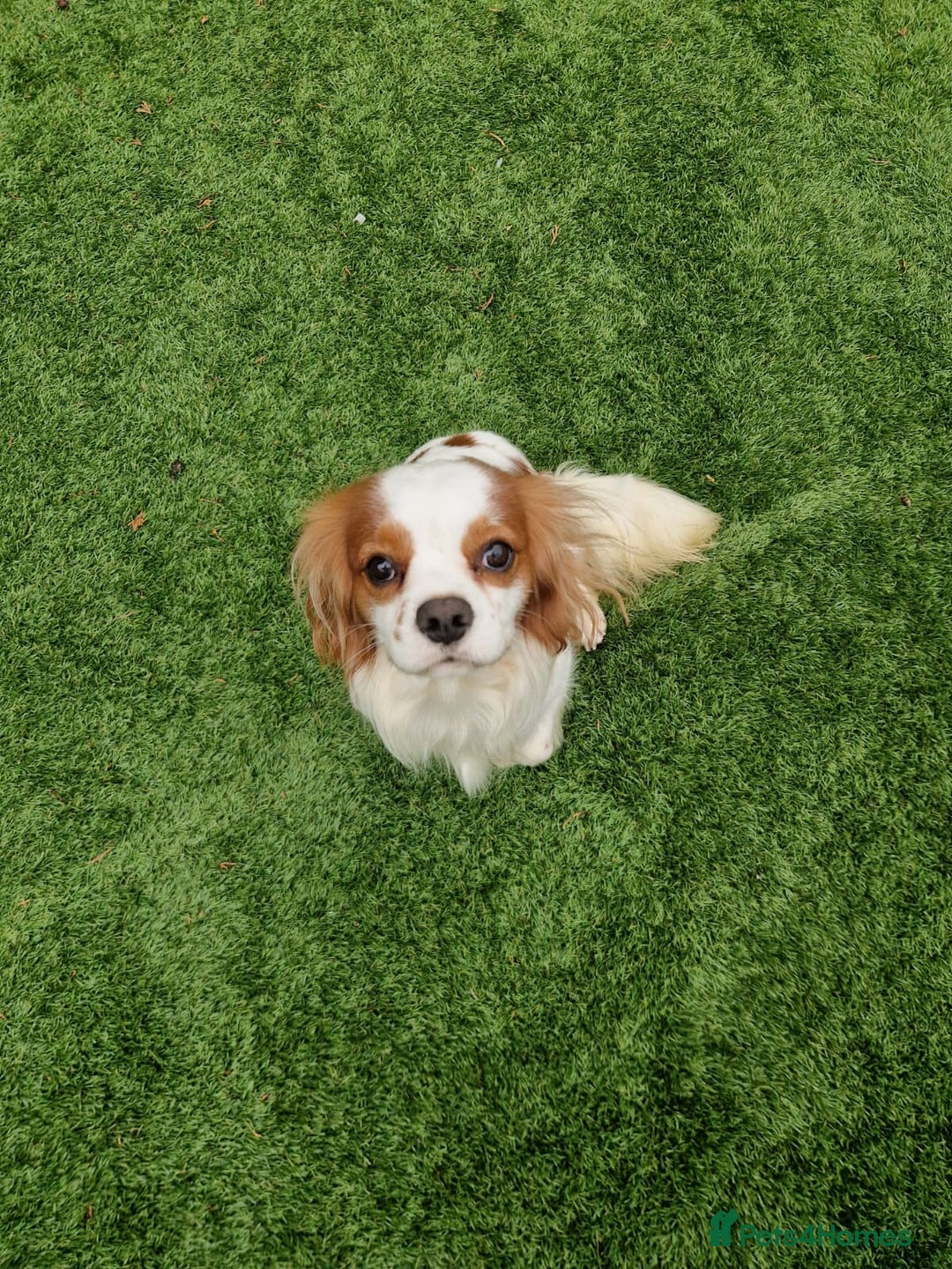 Cavalier King Charles Spaniel dogs for sale: 2 year old Cavalier King charles boy - Image 4