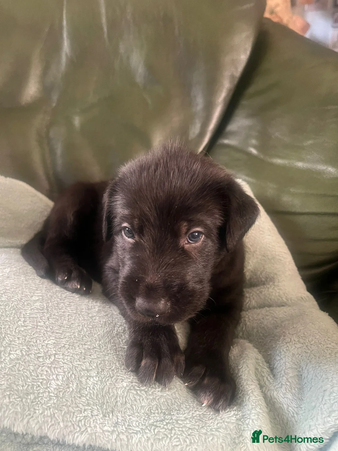 Irish Wolfhound dogs for sale: Irish wolfhound  - Advert 2
