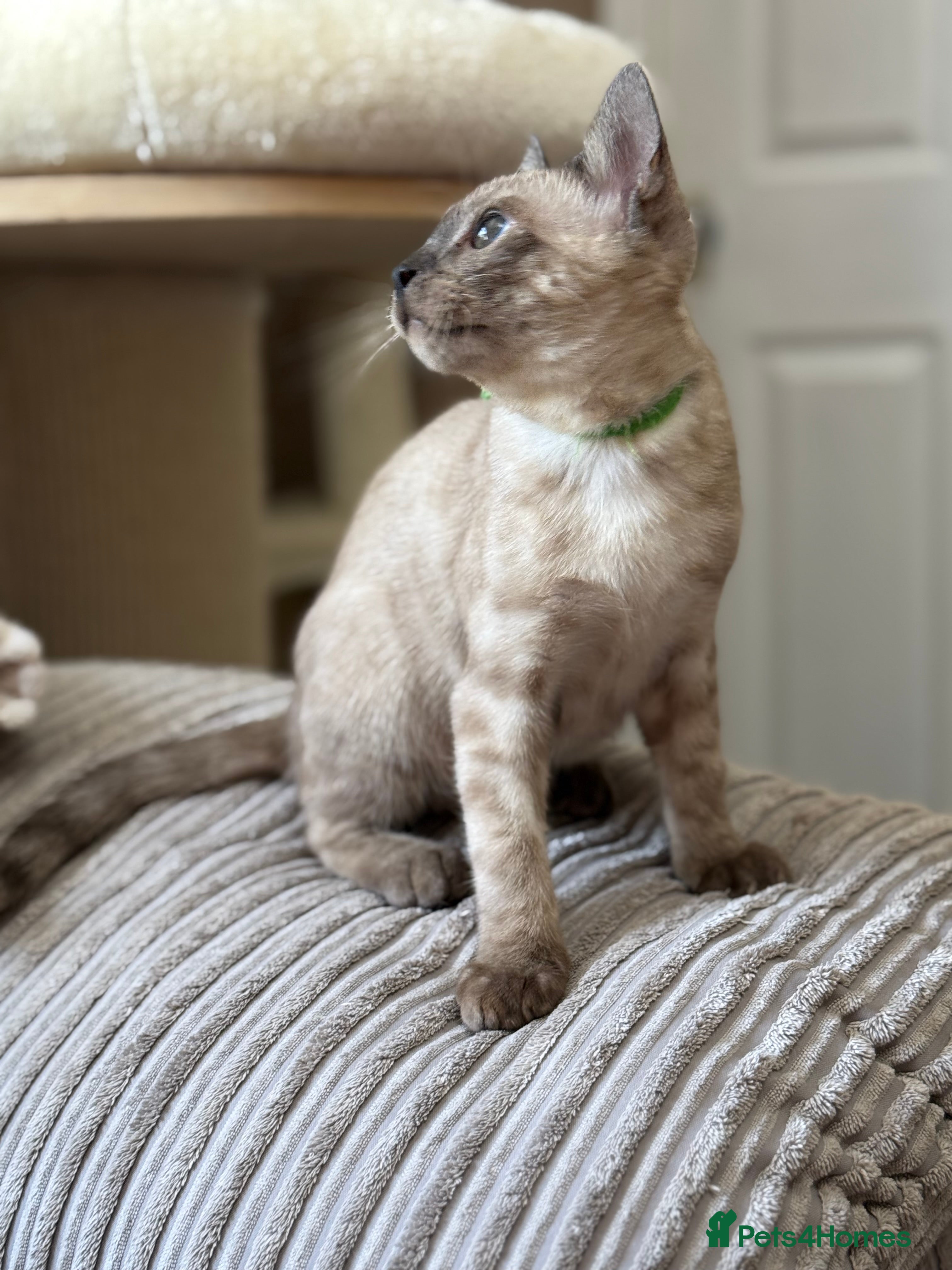 Bengal cats Ready now!  Seal Solid Silver Mink Bengals ❤️ - Advert 2