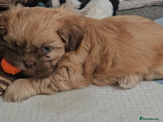 Shih Tzu dogs 1 Standard Shih Tzu boy left - Advert 4