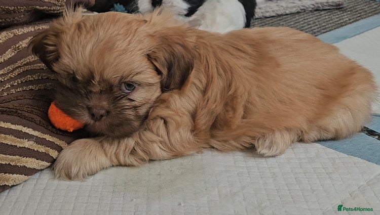 Shih Tzu dogs 1 Standard Shih Tzu boy left - Advert 2