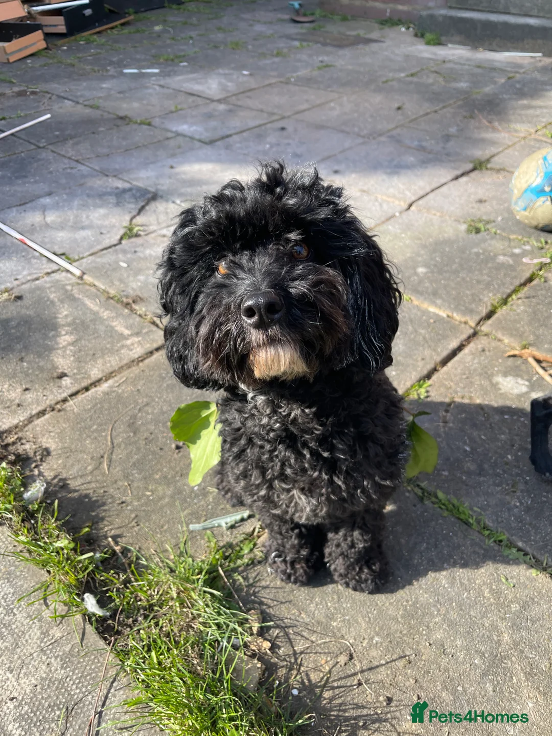 Cockapoo dogs for sale: 2 year old female black cockapoo, Roxy ❤️ - Advert 1