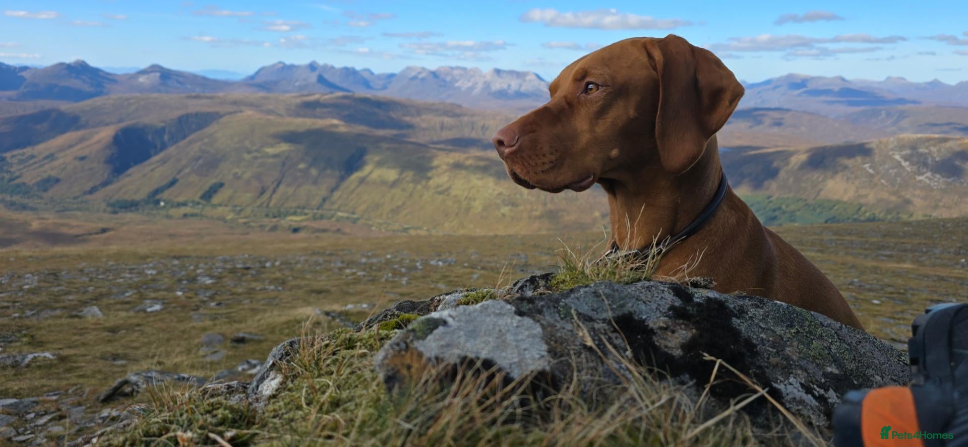 Hungarian Vizsla dogs Last 4 Vizsla Puppies Available – KC Registered - Advert 4