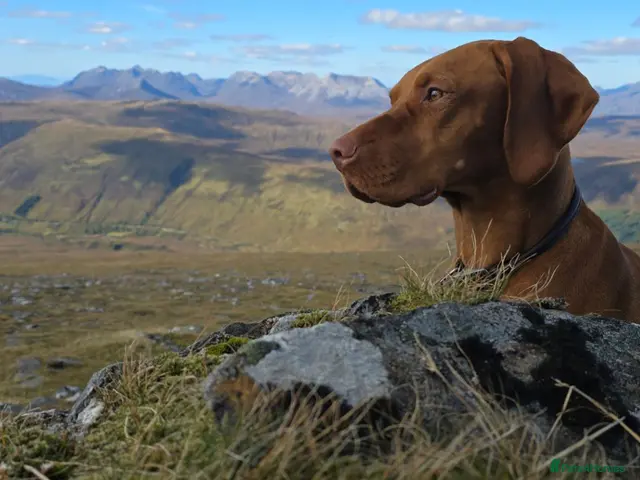 Hungarian Vizsla dogs Vizsla Puppies – KC Registered, ready to rehome - Advert 3