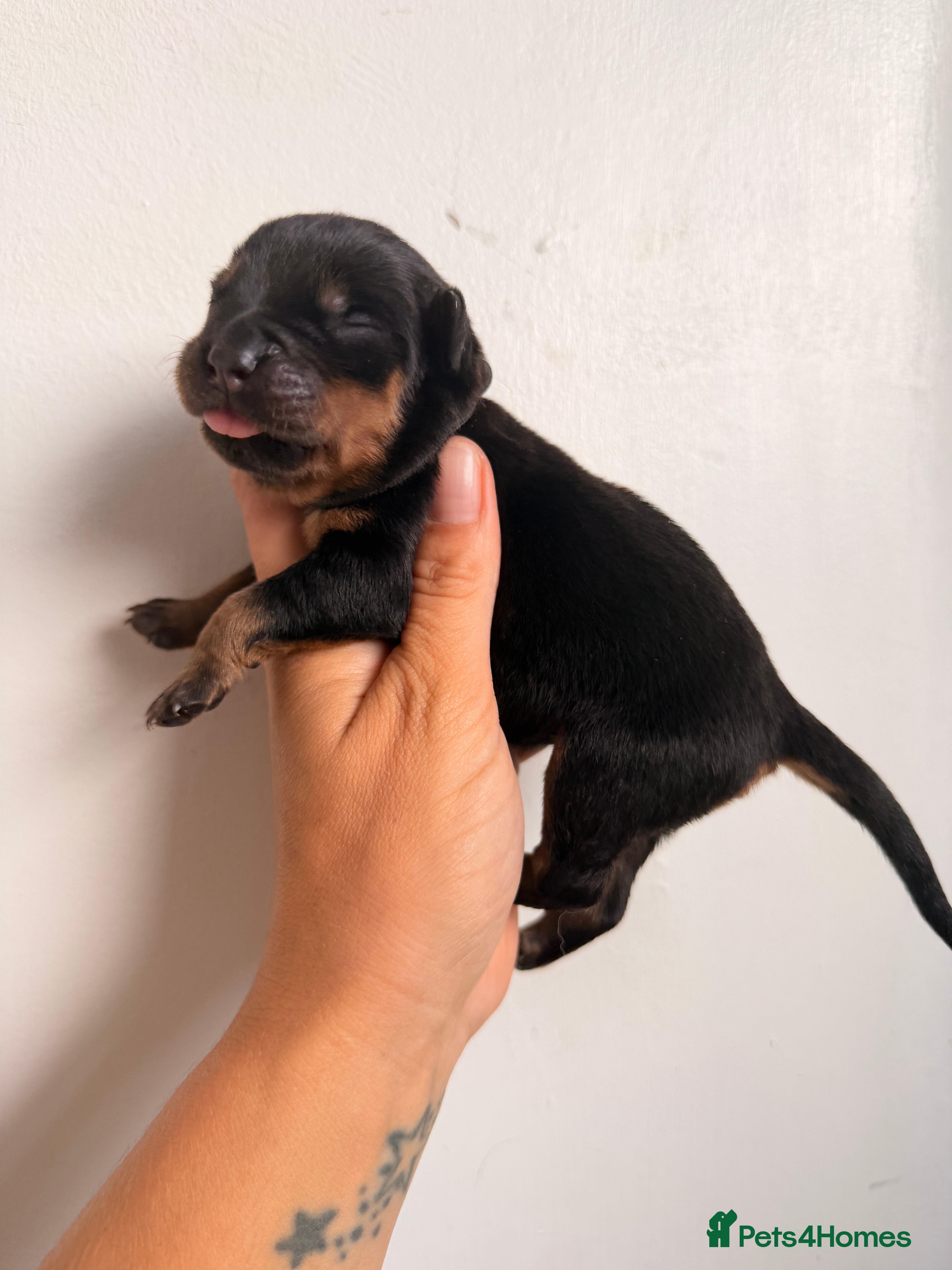 Rottweiler dogs ⭐️ KC registered Rottweiler puppies ⭐️ - Advert 2