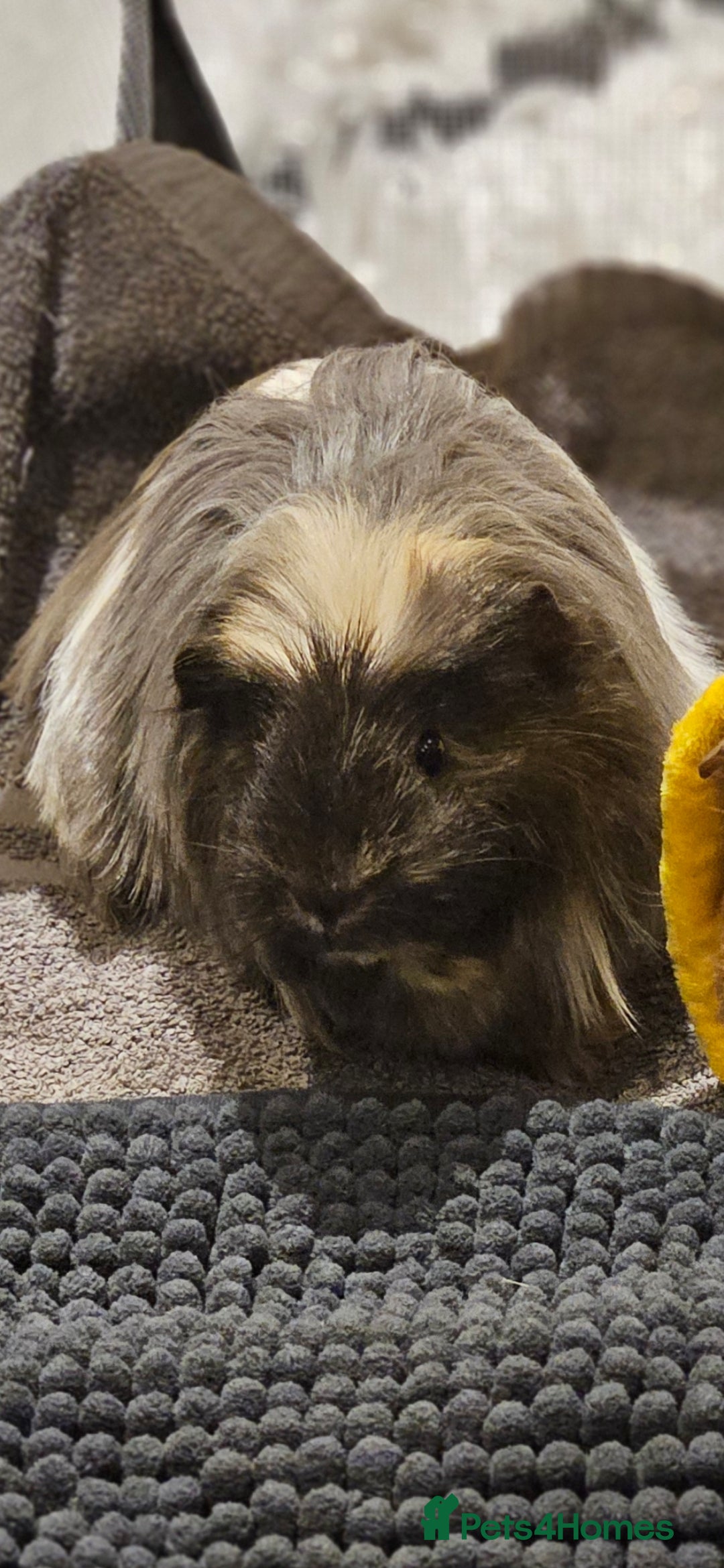 Guinea Pig rodents for sale: Beautiful Grey and white long haired Storm. - Advert 4