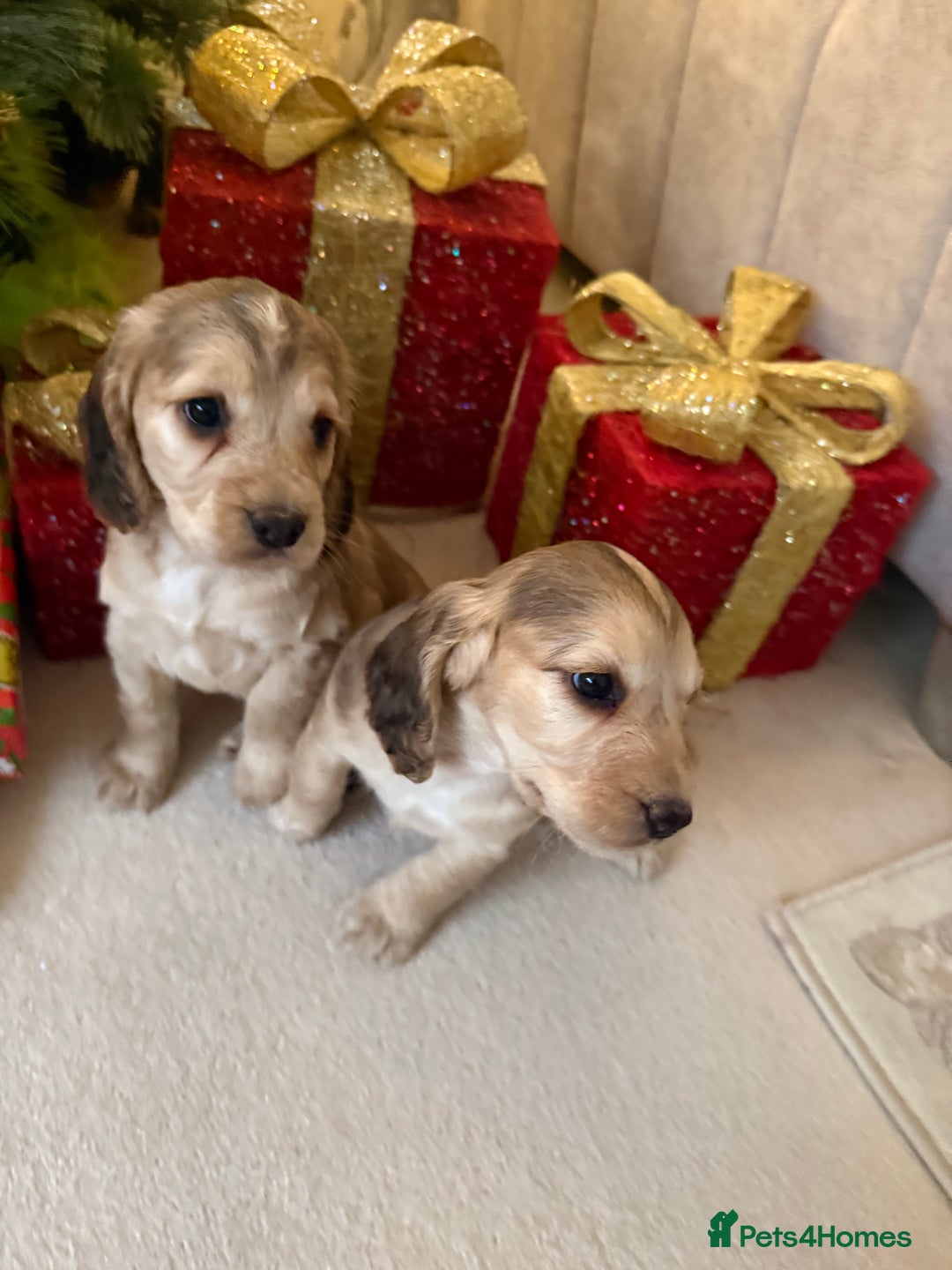 Cocker Spaniel dogs for sale: 2 girls left! Litter of 6 adorable kc reg puppies  - Advert 3