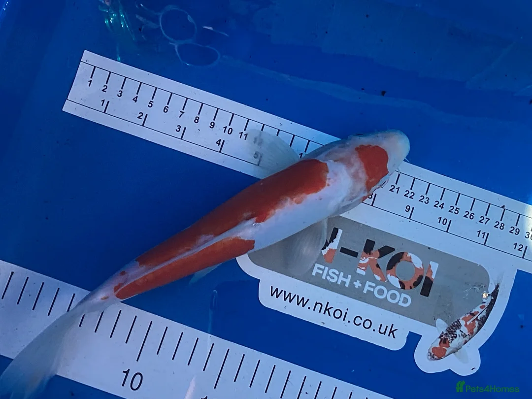 Koi Carp fish for sale: Large Koi Carp 10-12 & 12-14 Inch Stunning Koi - Advert 2