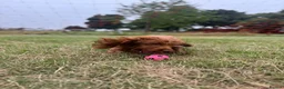 Cockapoo dogs for sale: Beautiful Cockerpoo F1, exceptionally friendly 🐾 - Advert 3