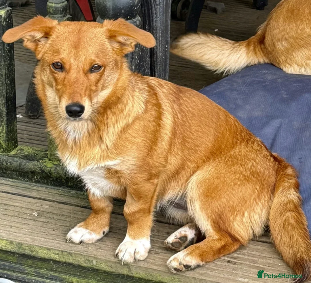 Welsh Corgi Pembroke dogs for adoption: 🐾 LISA – Female Welsh Corgi 🐾 - Advert 2