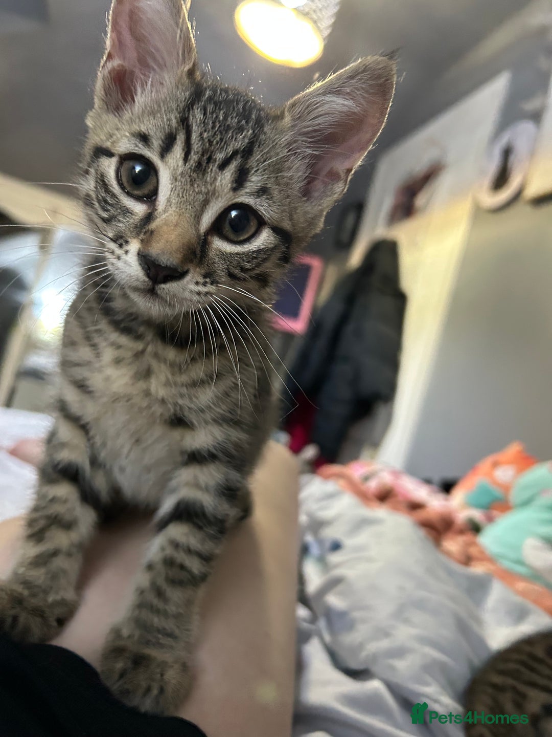 Domestic Shorthair cats for sale: Kittens - Image 13