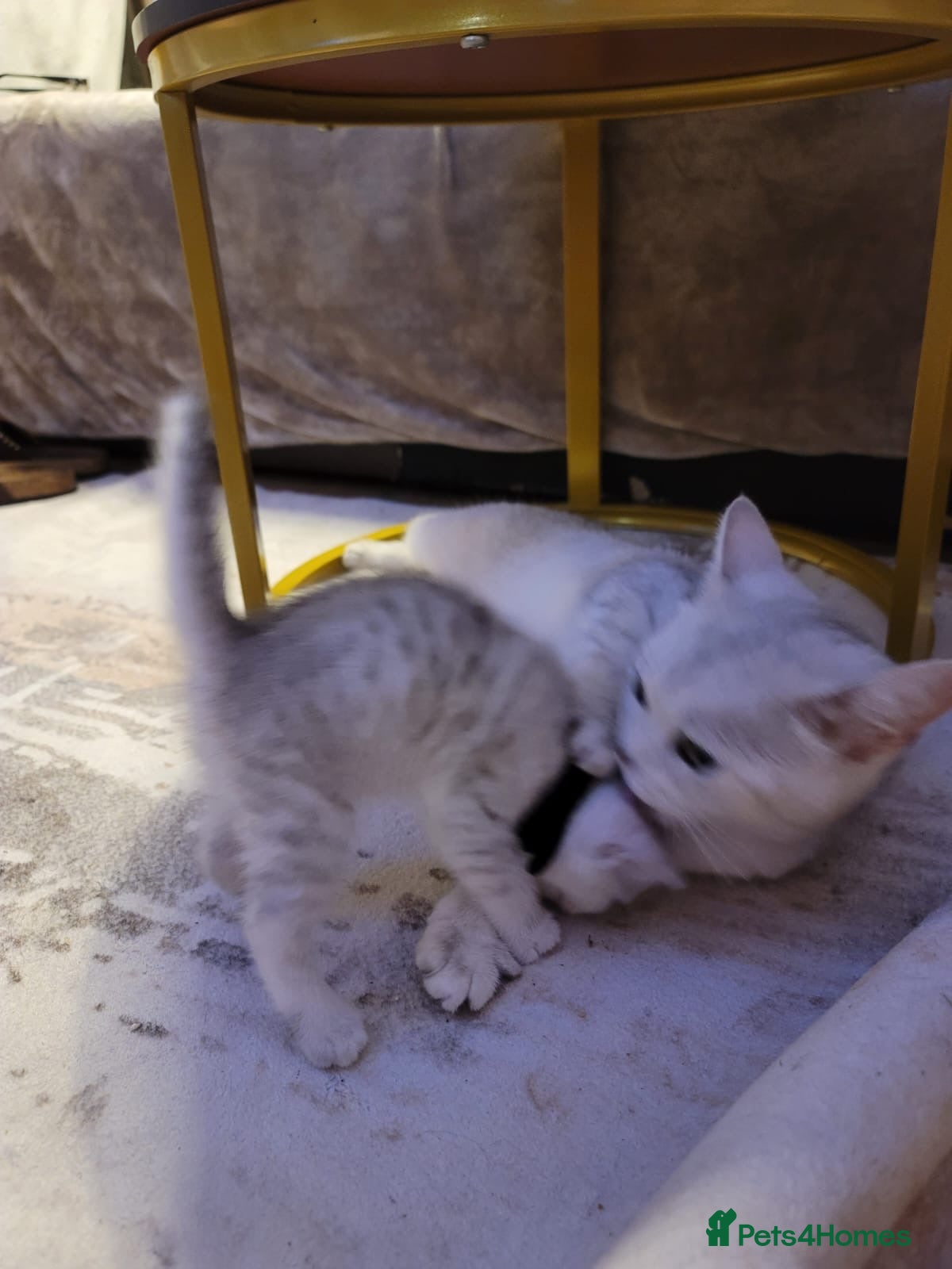 British Shorthair cats for sale: Beautiful kittens – 2 Boys & 2 Girls Ready Now  - Advert 6