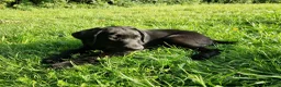 Labrador Retriever dogs for sale: Gorgeous black labrador boys. in Burton-on-Trent - Advert 8