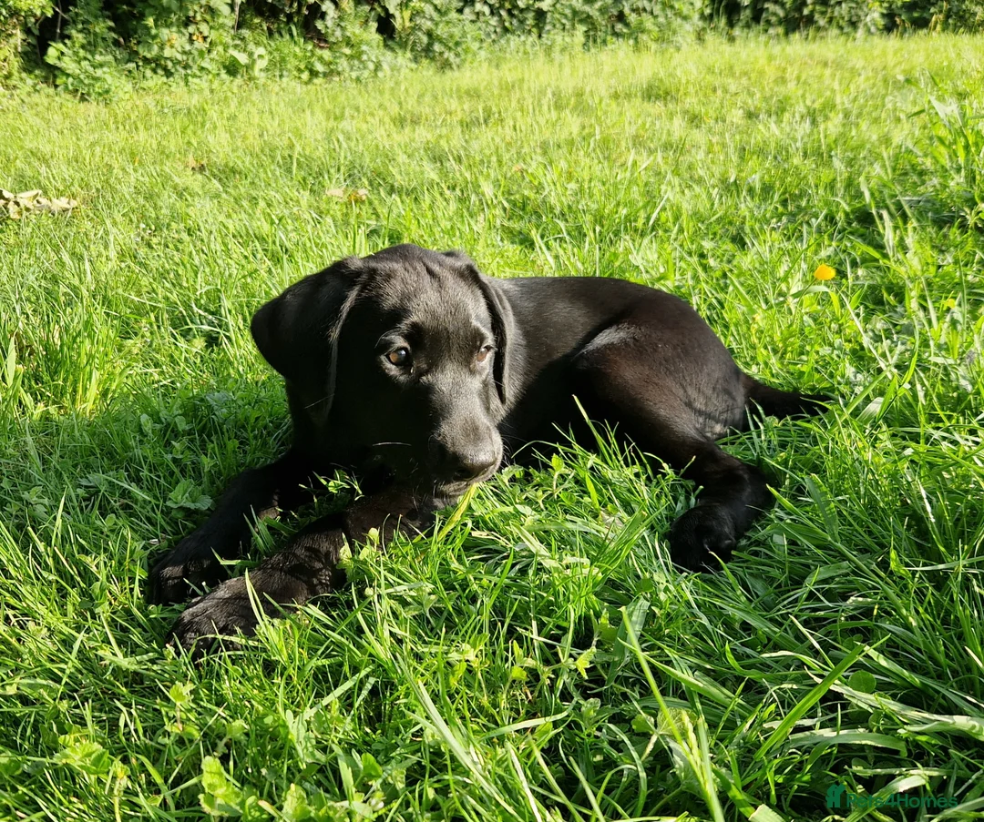 Labrador Retriever dogs for sale: Gorgeous black labrador boys. in Burton-on-Trent - Advert 8