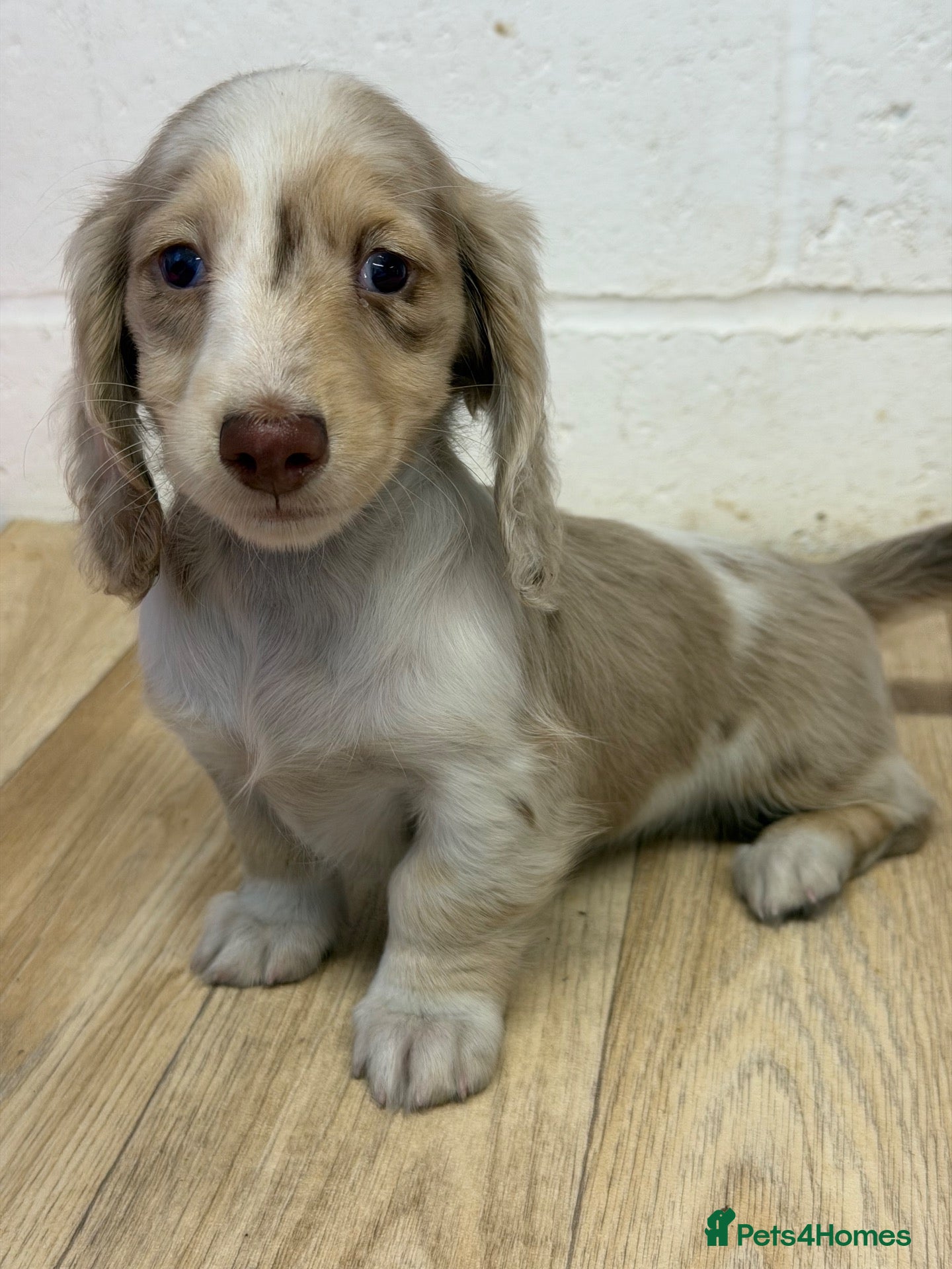 Miniature Dachshund dogs 2 beautiful dapple girls  - Advert 18