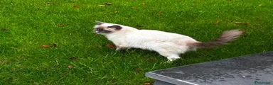 Ragdoll 7
