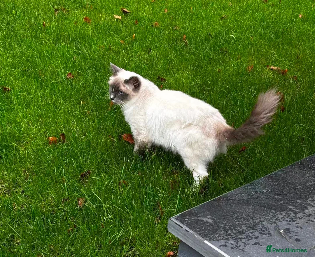 Ragdoll cats for sale: Beautiful and lovely Ragdoll kittens in Caterham - Advert 11