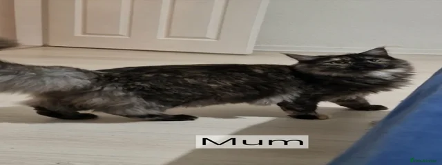 Chewie